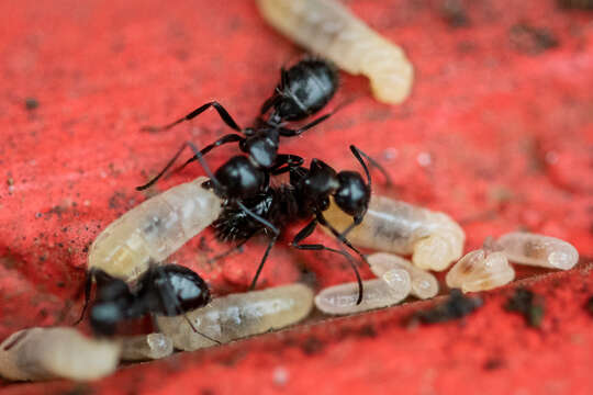 Image de Camponotus werthi Forel 1908