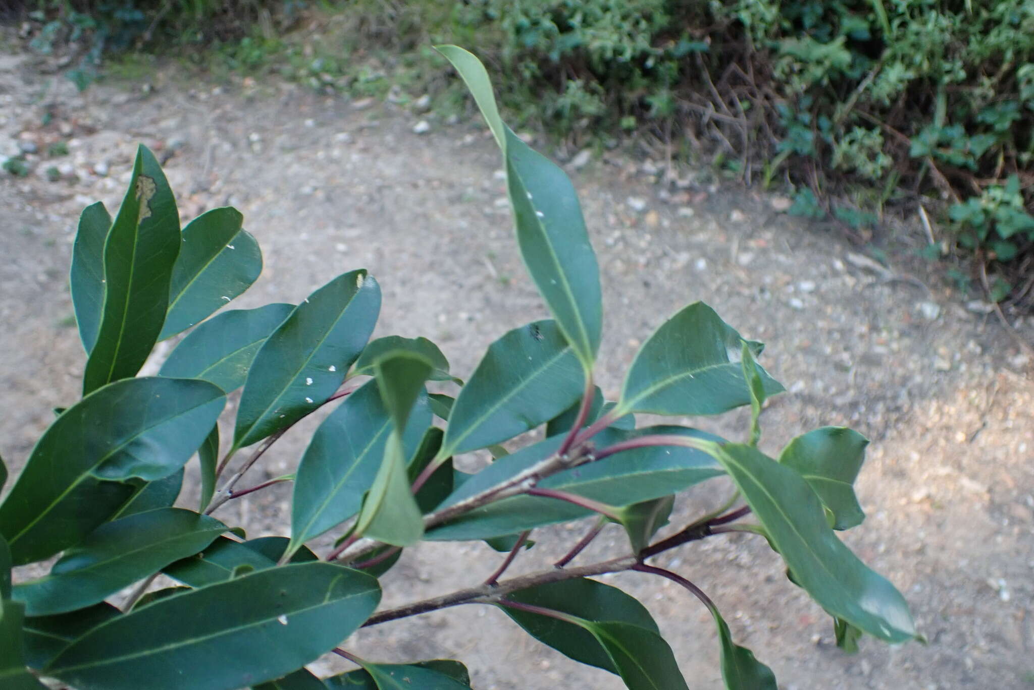 Image de Ilex mitis var. mitis