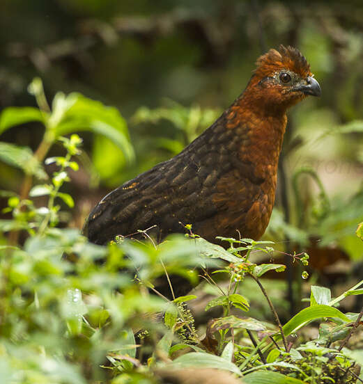 Imagem de Odontophoridae