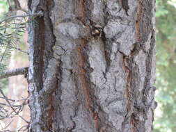 Image of Abies concolor (Gordon) Lindl. ex Hildebr.