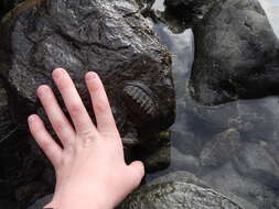 Chiton stokesii Broderip 1832 resmi