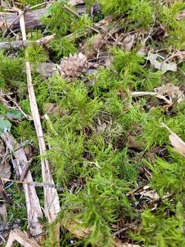 Image of pleuroziopsis moss