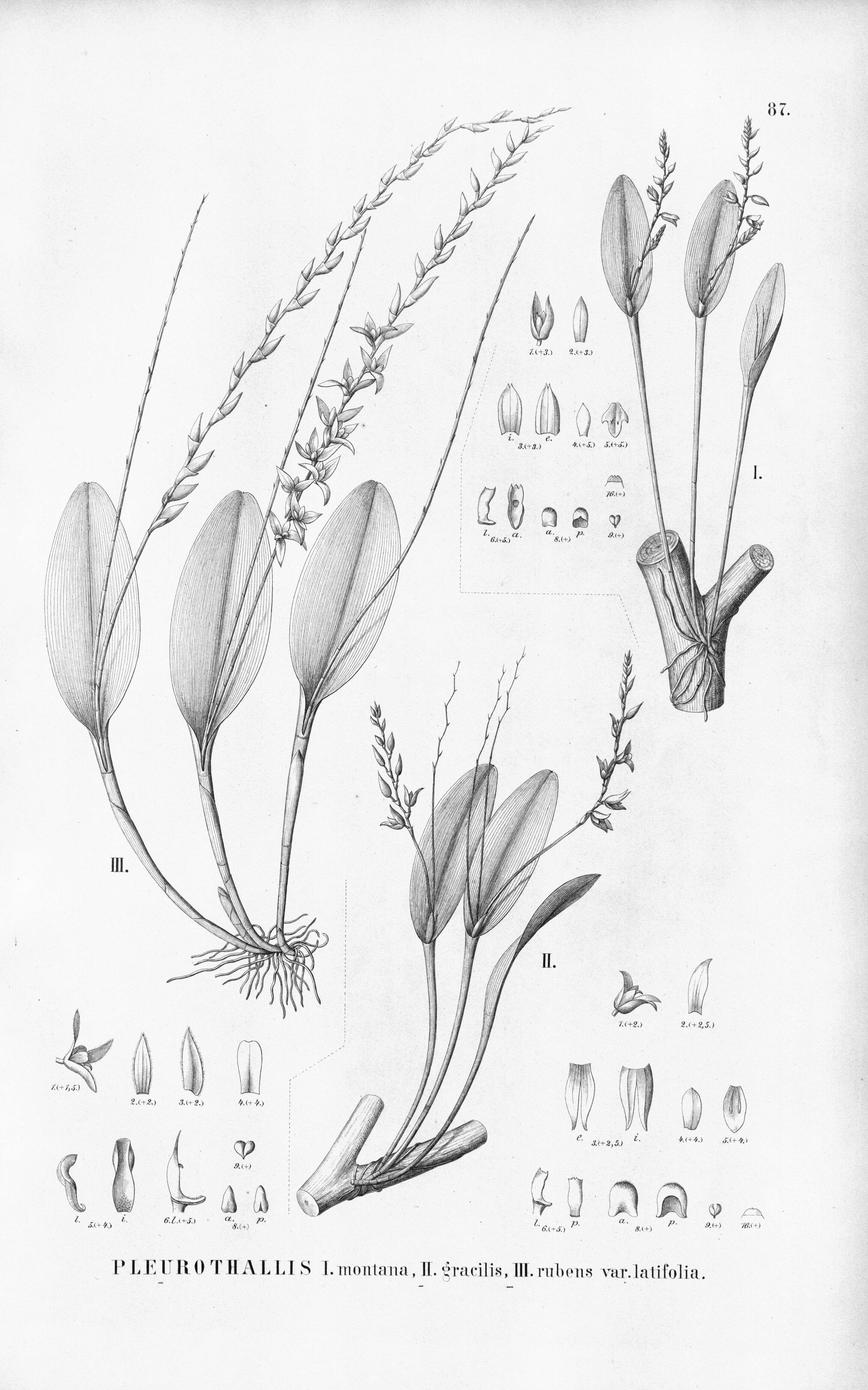 Image of Anathallis rubens (Lindl.) Pridgeon & M. W. Chase