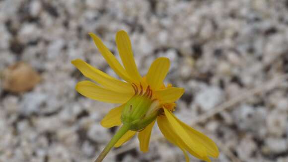 Image of Senecio californicus var. californicus