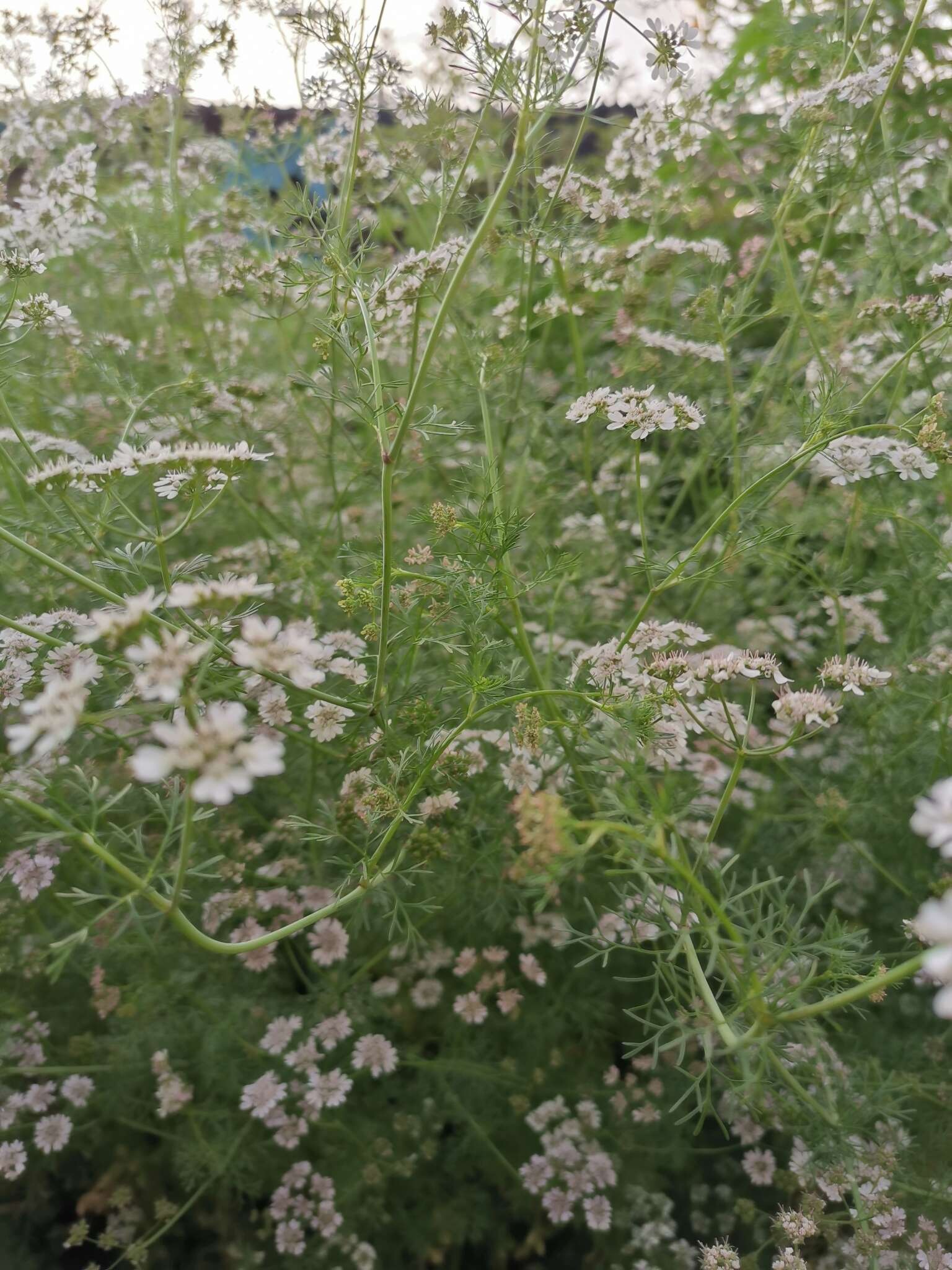 Image of coriander