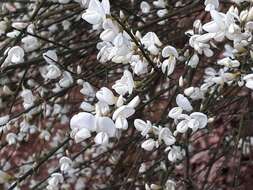 Image de Cytisus multiflorus (L'Her.) Sweet