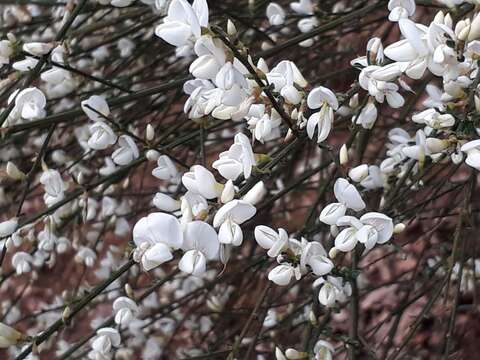 Image of white spanishbroom