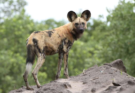 Image of African Hunting Dog