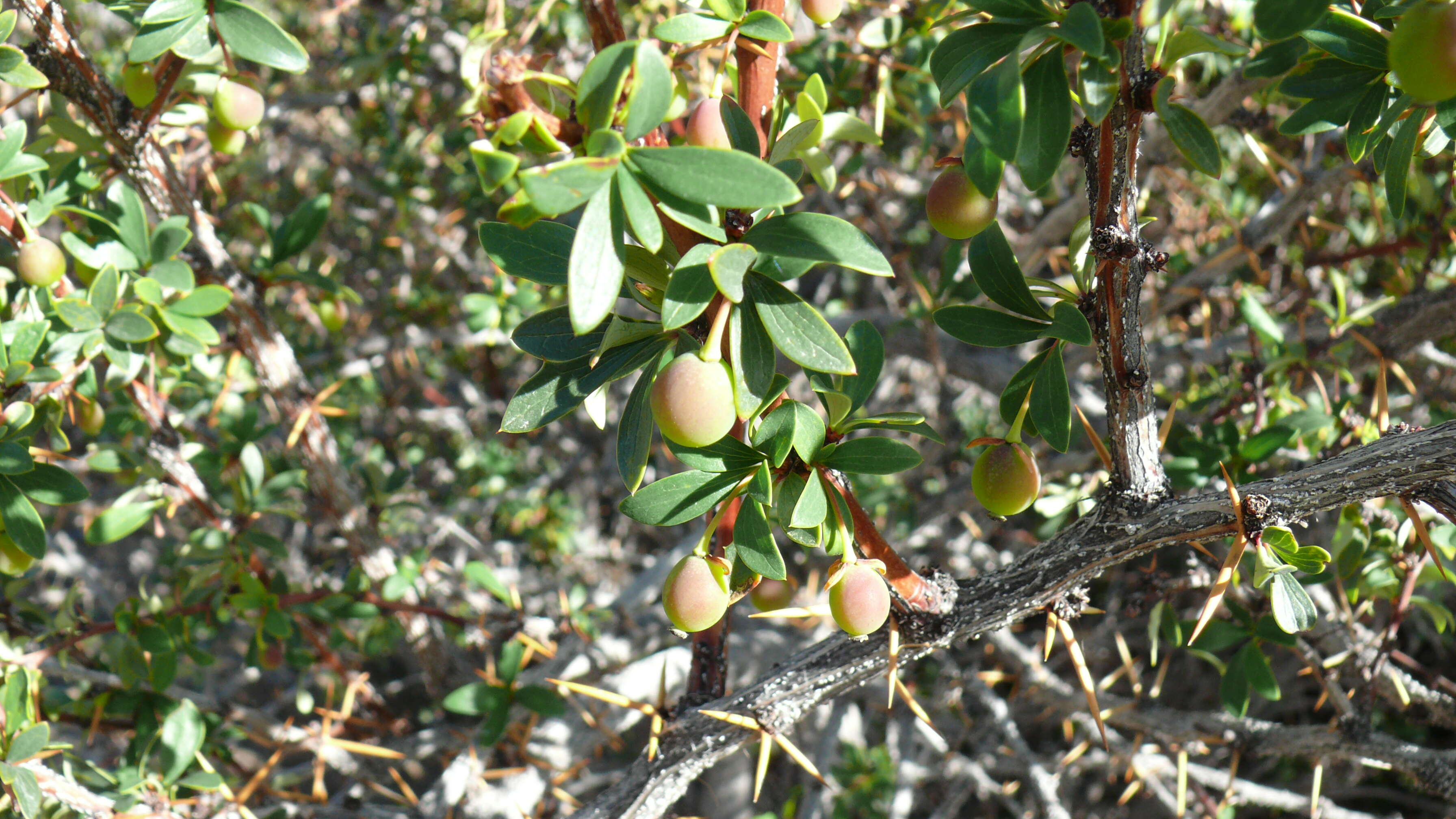 Image of Magellan barberry