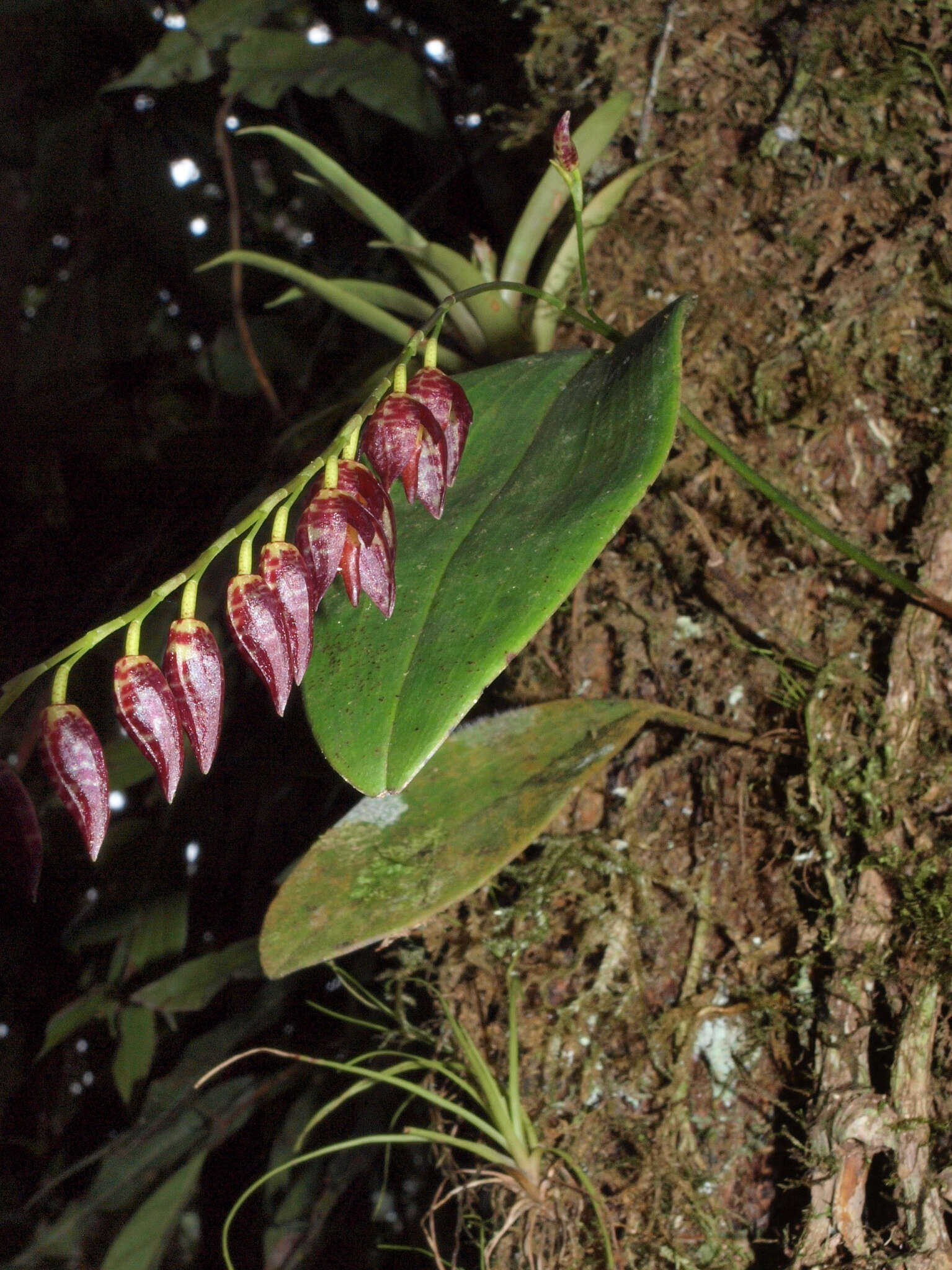 Image of Stelis restrepioides (Lindl.) Pridgeon & M. W. Chase