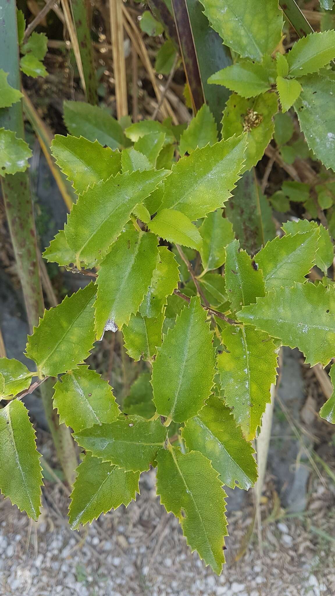 Image of Hoheria sexstylosa var. ovata (Simpson & Thomson) Allan