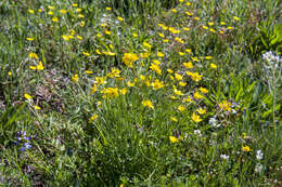 Image of Northern Buttercup