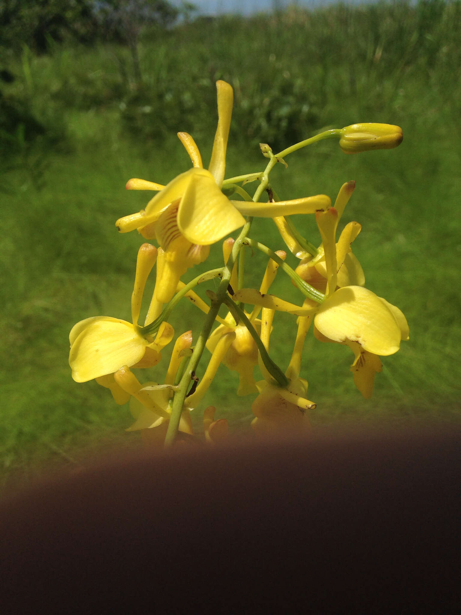 Image de Eulophia angolensis (Rchb. fil.) Summerh.