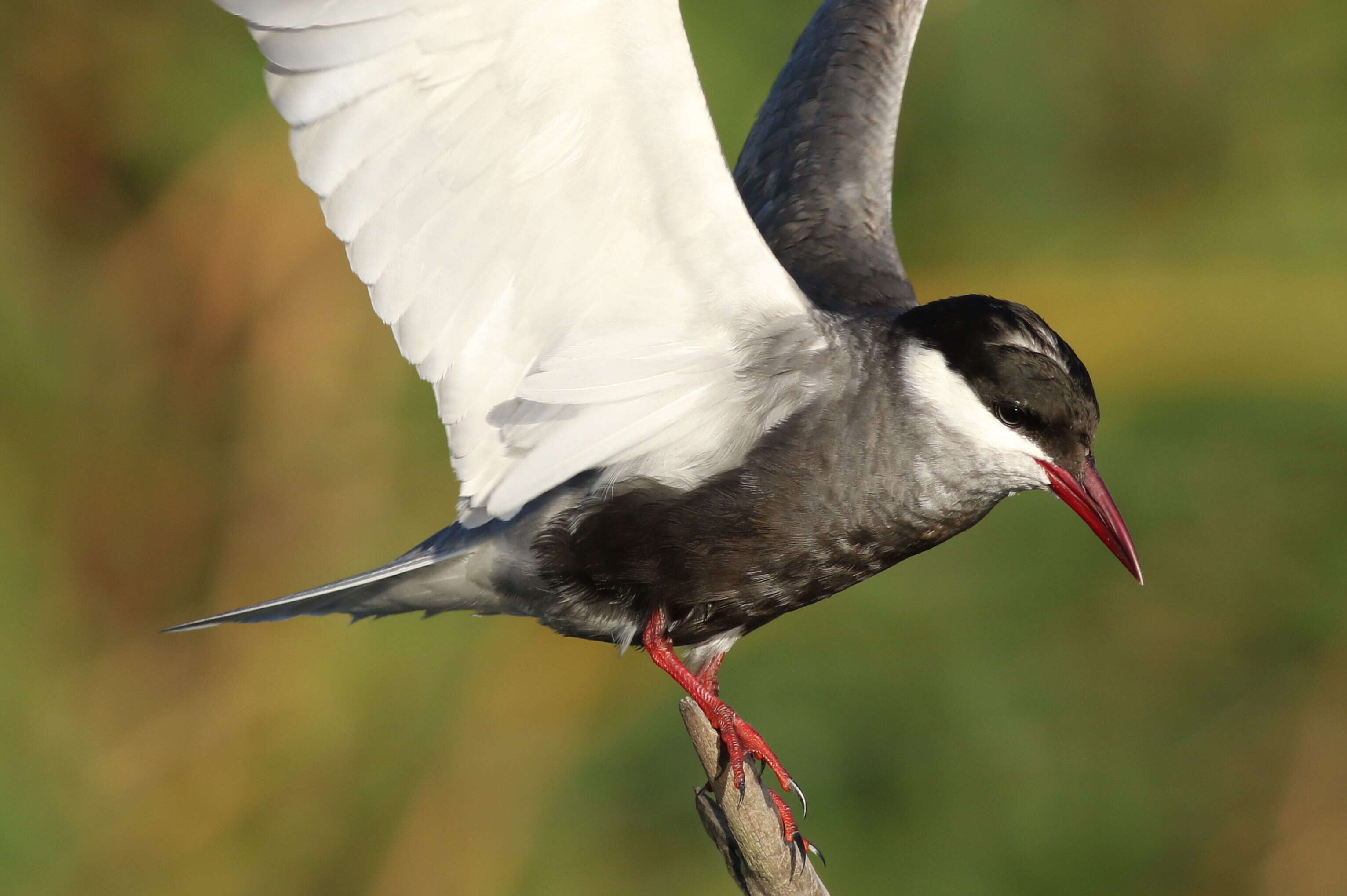 Image of Whiskered Tern