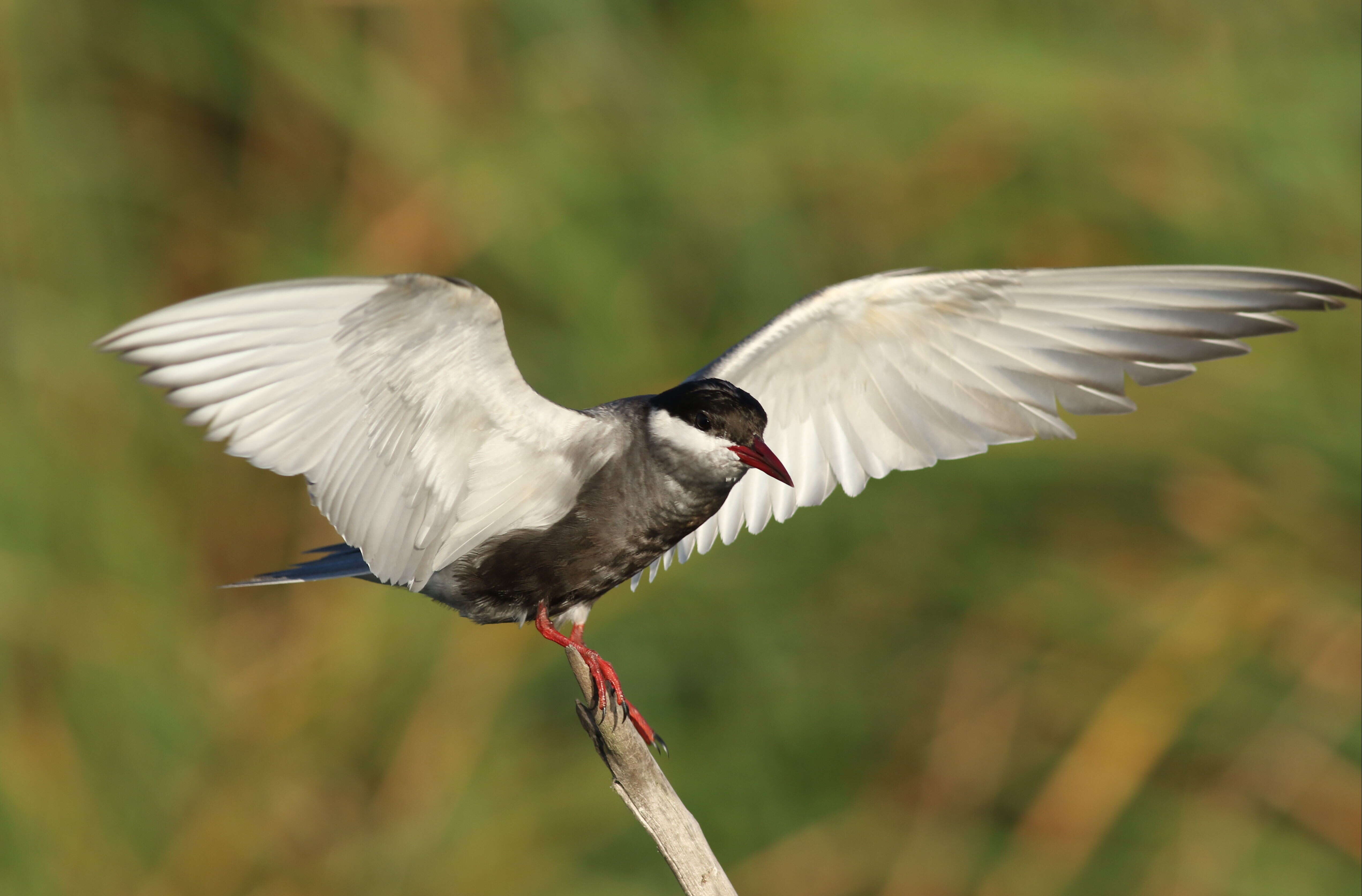 Image of Whiskered Tern