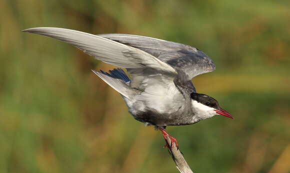 Image of Whiskered Tern