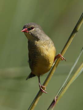 Image of Orange-breasted Waxbill