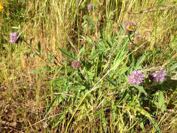 Image de Phacelia californica Cham.