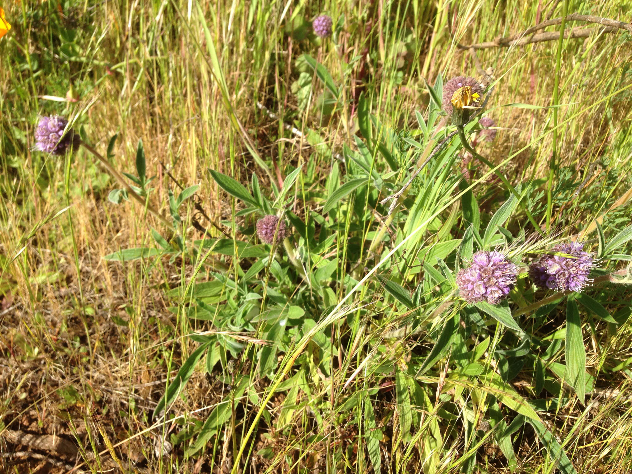 Image of California phacelia