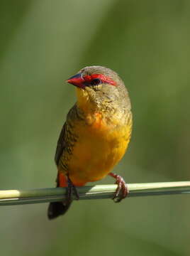 Image of Orange-breasted Waxbill