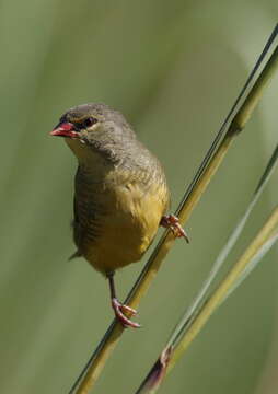 Image of Orange-breasted Waxbill