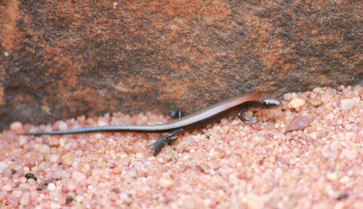 Image of Panaspis maculicollis (Jacobson & Broadley 2000)