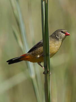 Image of Orange-breasted Waxbill