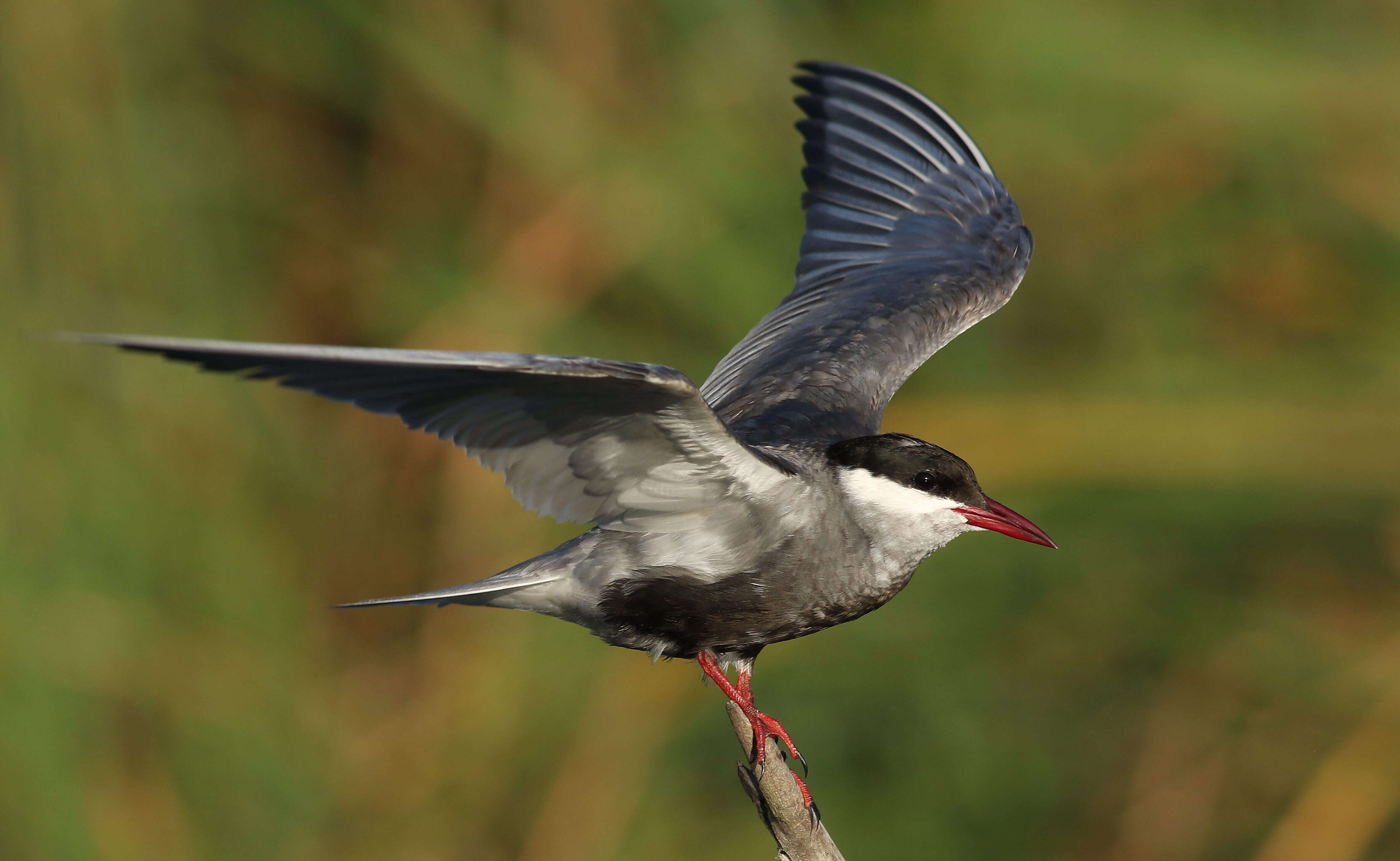 Image of Whiskered Tern