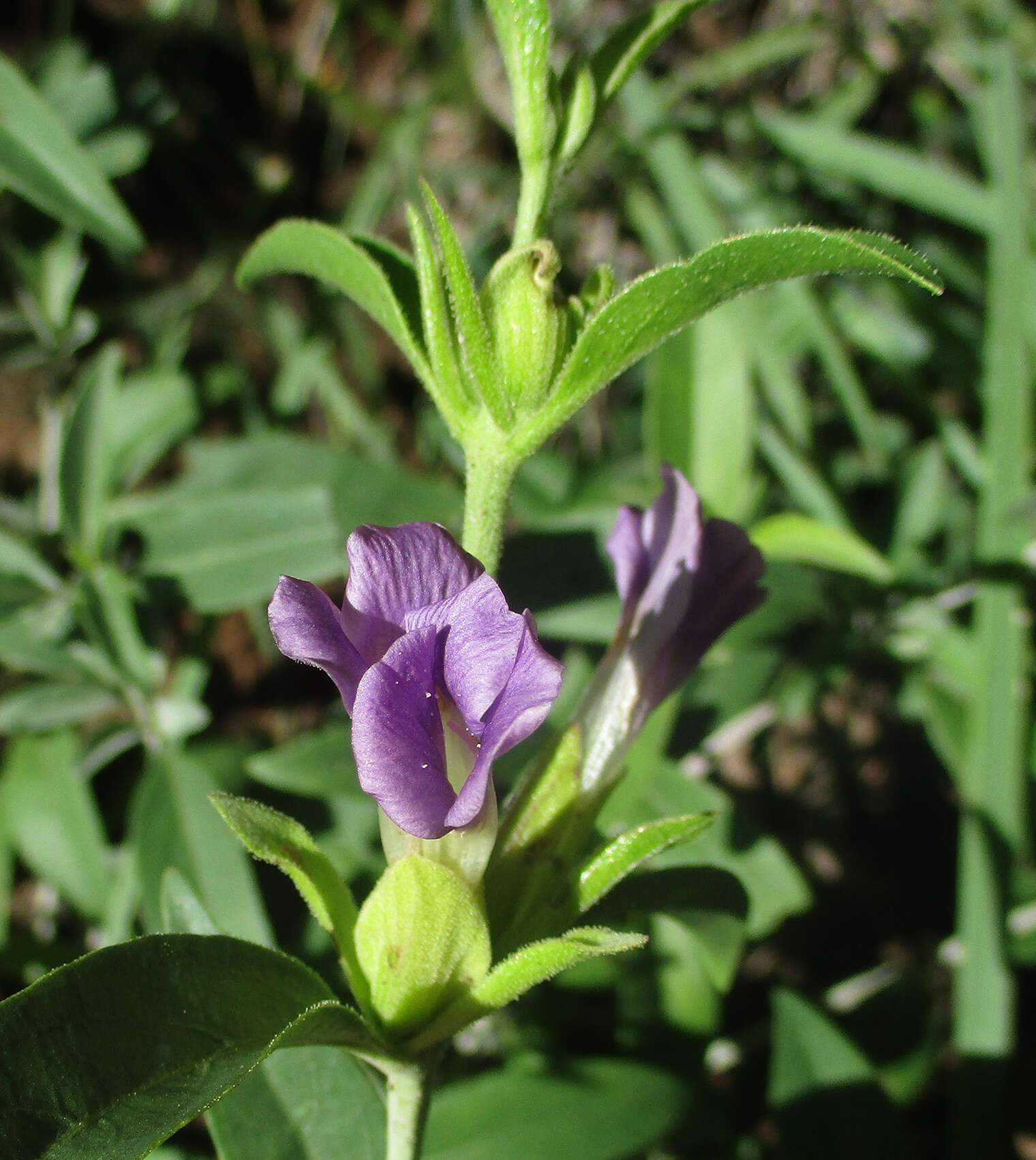 Image of Barleria lancifolia T. Anders.