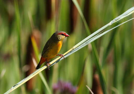 Image of Orange-breasted Waxbill