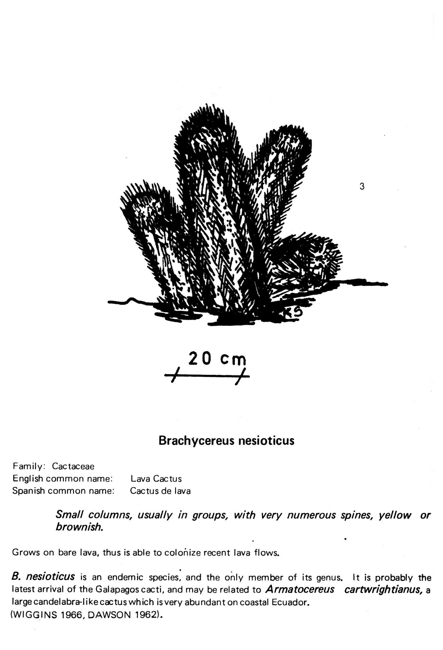 Image of Brachycereus