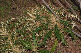 Image de Ptilostemon hispanicus (Lam.) W. Greuter