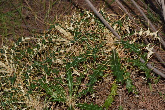 Image de Ptilostemon hispanicus (Lam.) W. Greuter