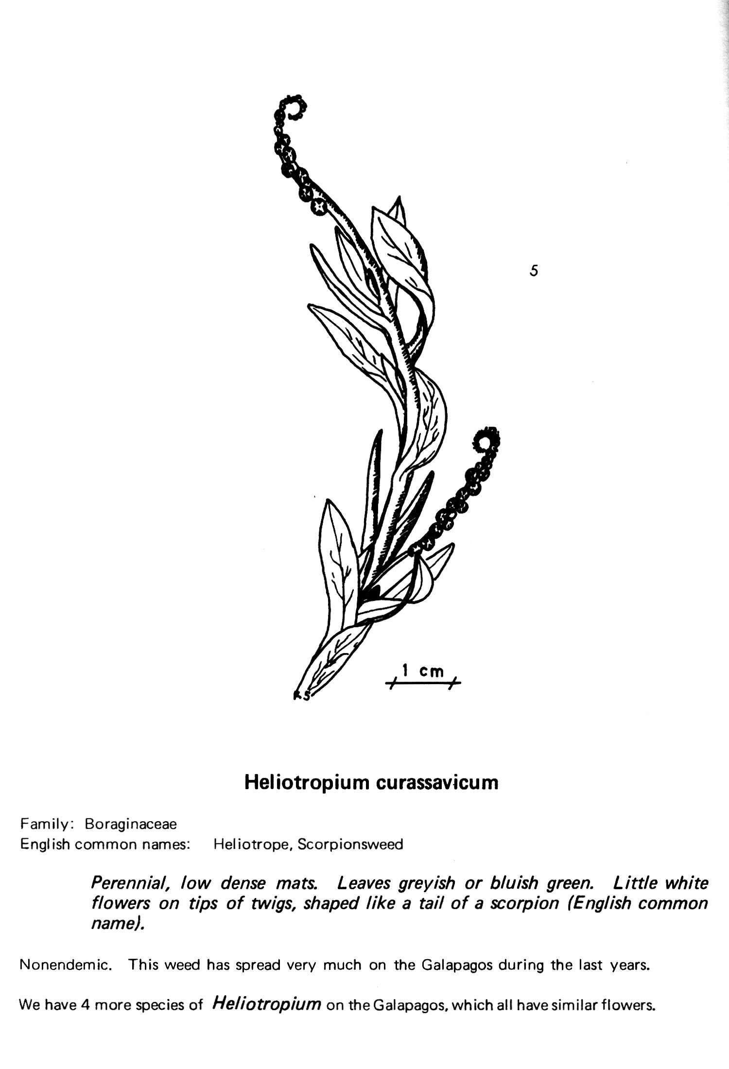 Image of salt heliotrope