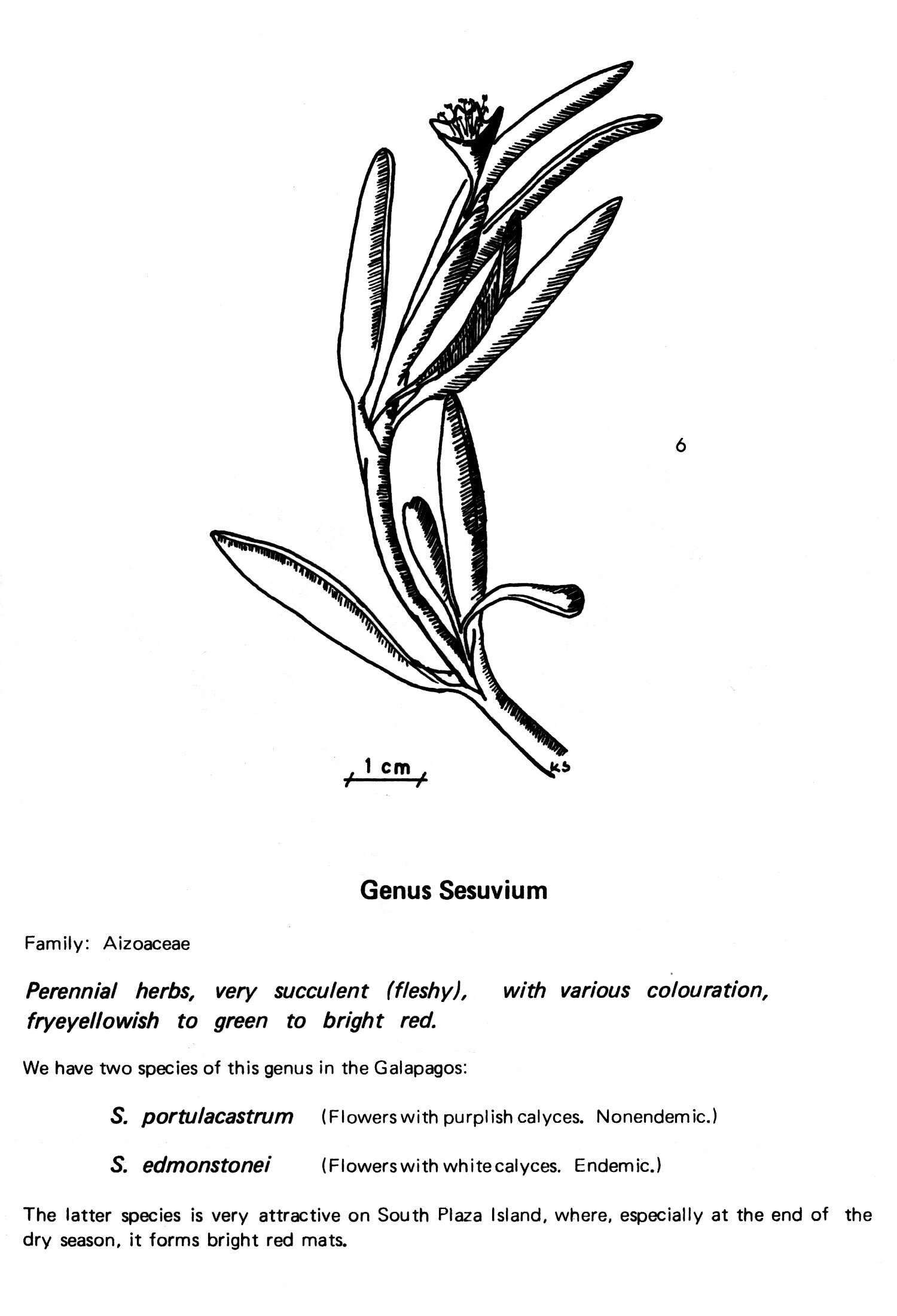 Image of Galapagos carpetweed