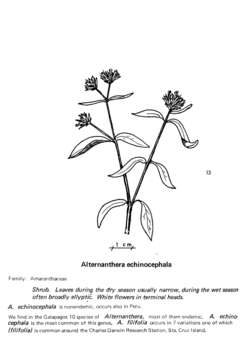 Image de Alternanthera echinocephala (Hook. fil.) Christopherson