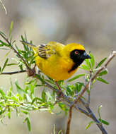 Image of African Masked Weaver