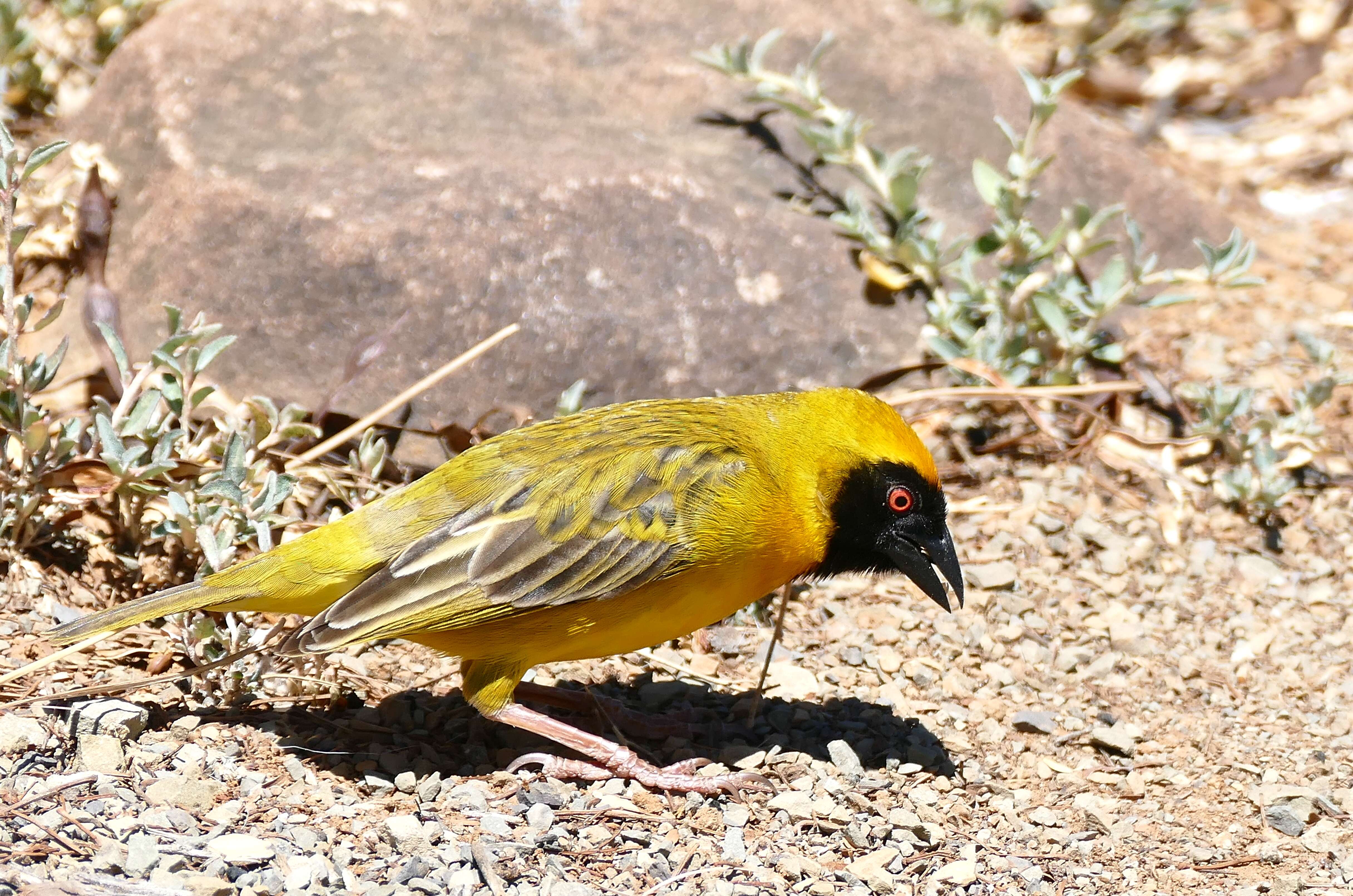 Image of African Masked Weaver