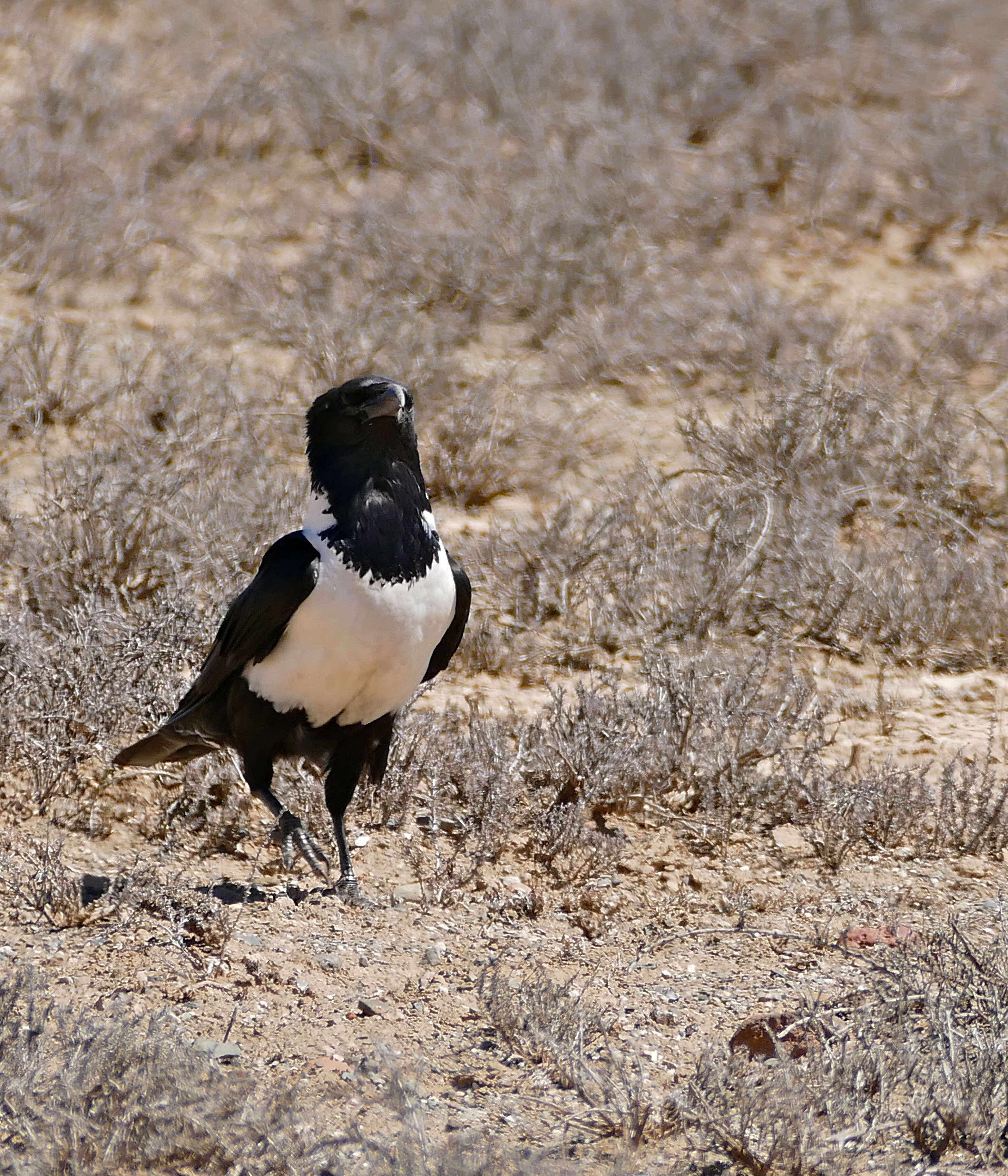 Image of Pied Crow