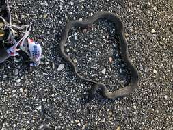 Image of Atlantic Salt Marsh Snake