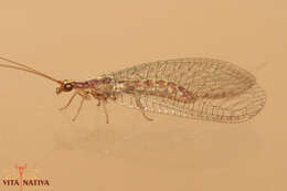 Image of Pseudomallada genei (Rambur 1842)