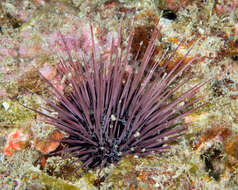 صورة Echinostrephus A. Agassiz 1863