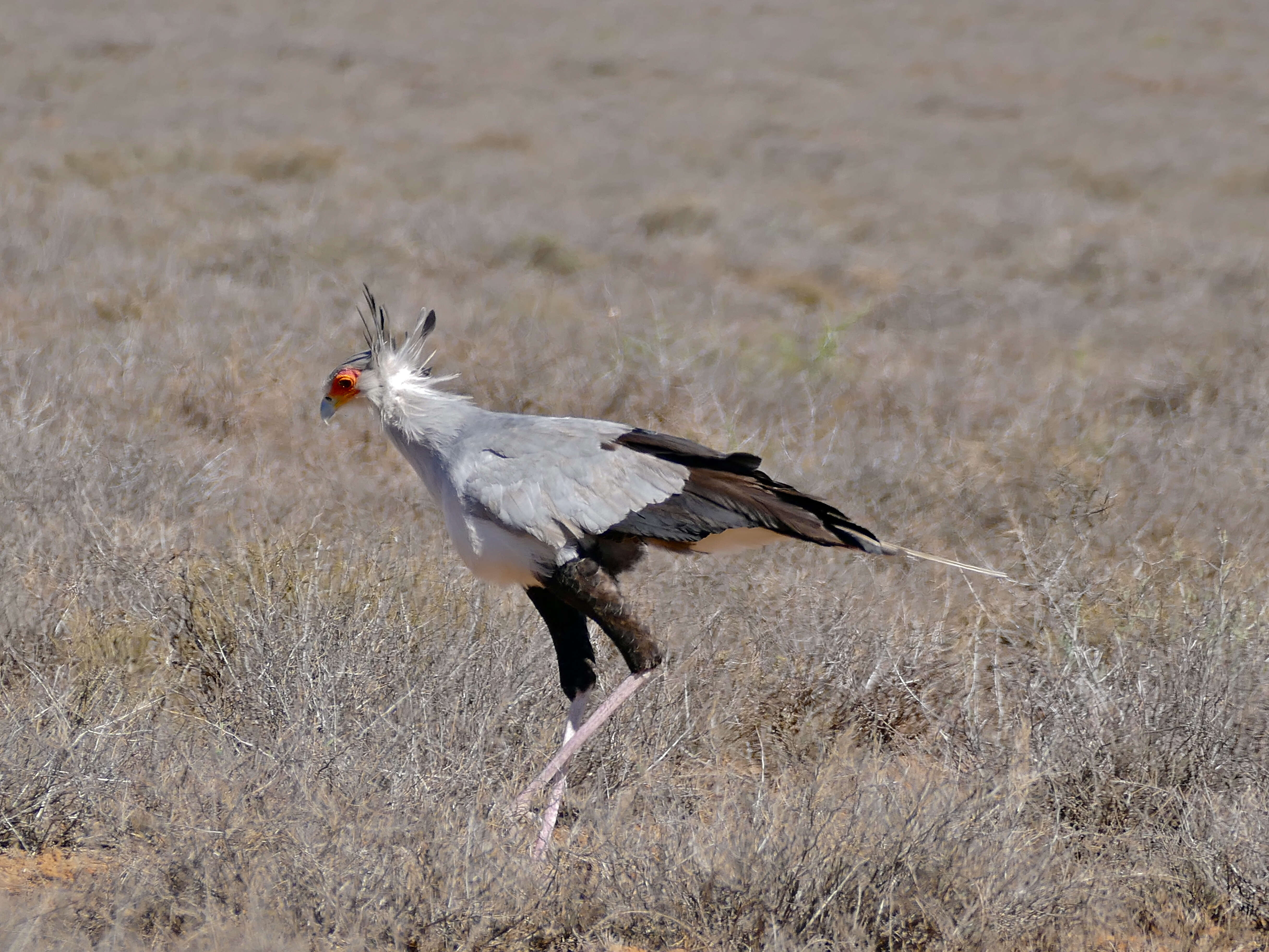 Sagittariidae resmi