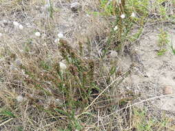 صورة Wahlenbergia tenella (L. fil.) Lammers