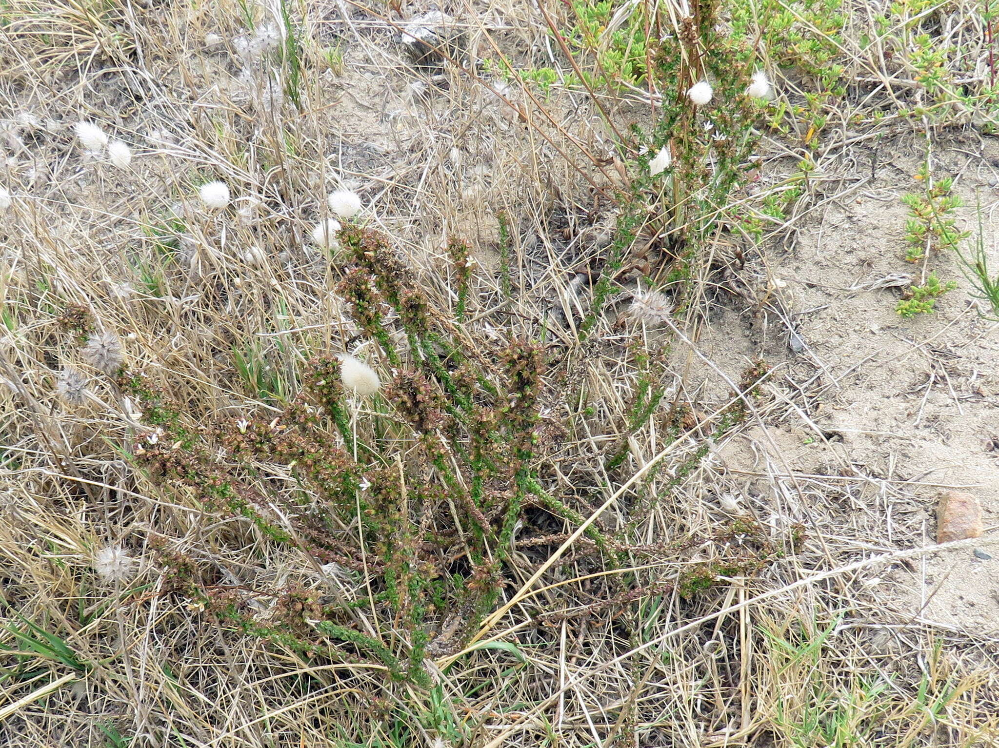 Image of Wahlenbergia tenella (L. fil.) Lammers