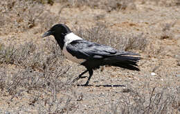 Image of Pied Crow