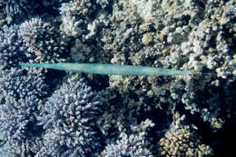 Image of Bluespotted cornetfish