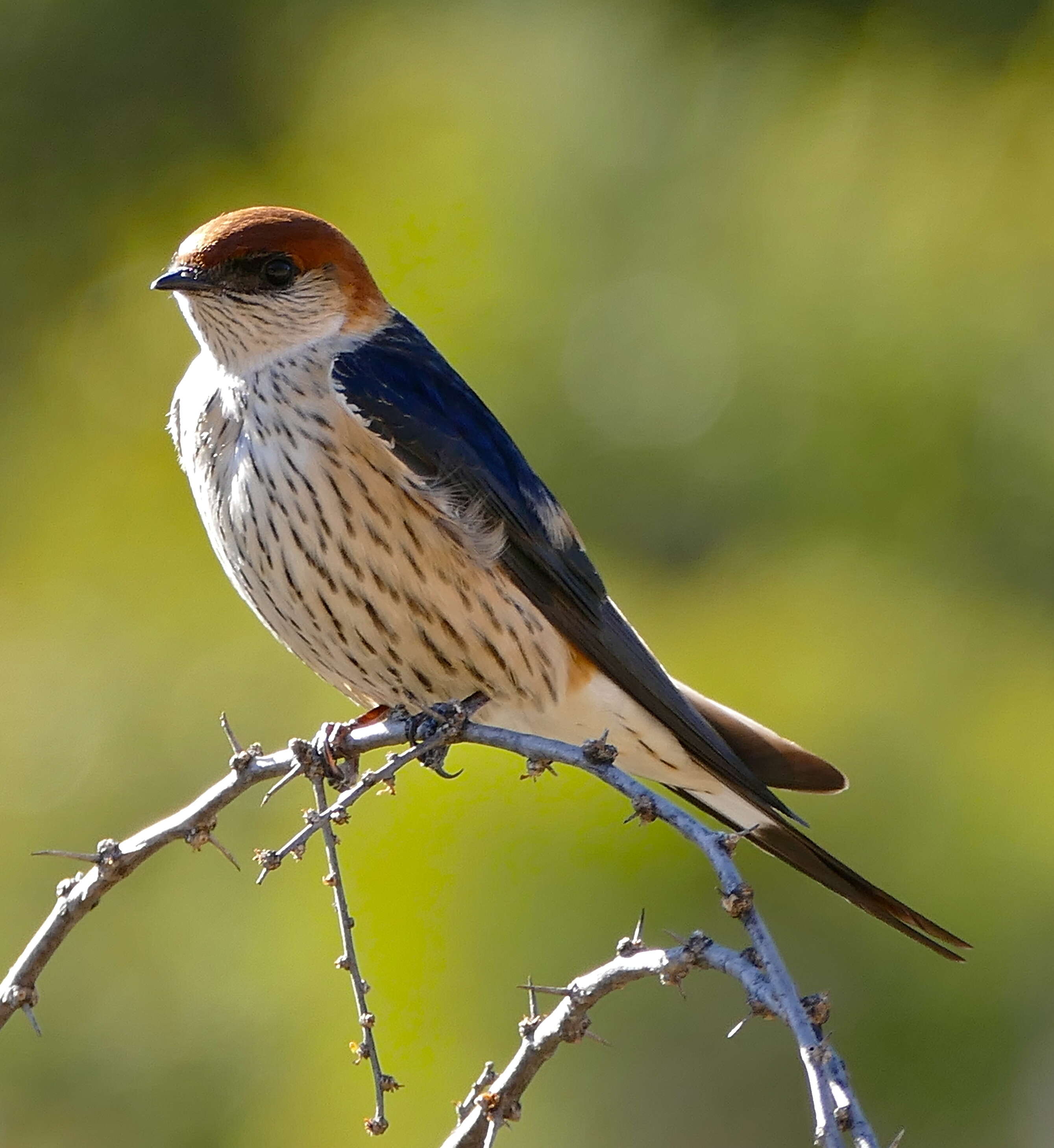 Image of Greater Striped Swallow