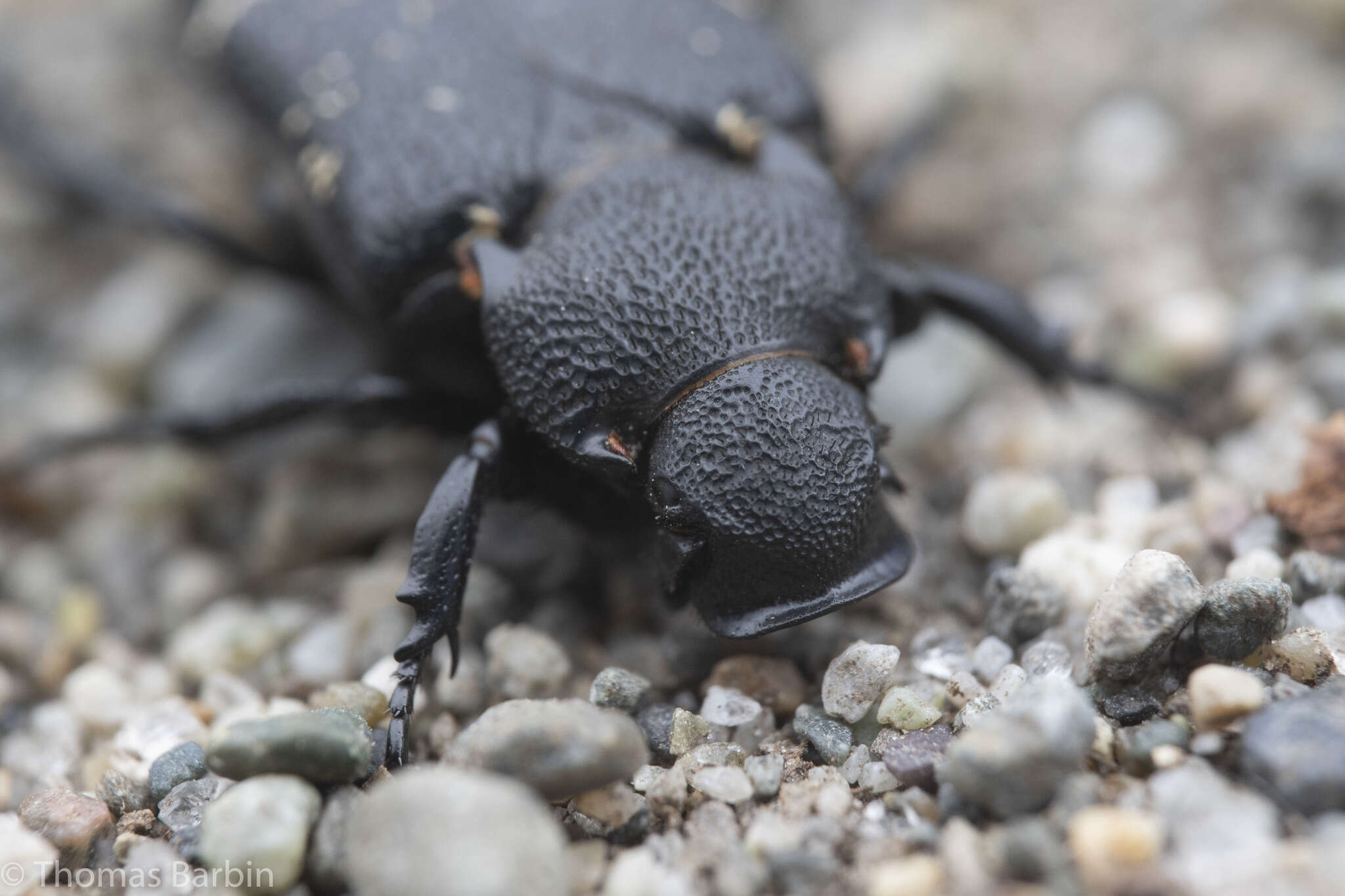 Image de Cremastocheilus (Macropodina) crinitus Le Conte 1874