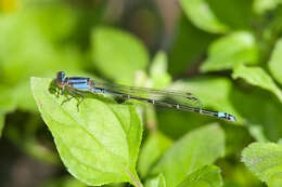 Image of Neotropical Bluet